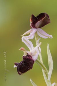 Ophrys incubacea Bianca ex Tod.
