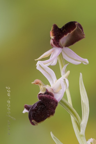 Ophrys incubacea Bianca ex Tod.