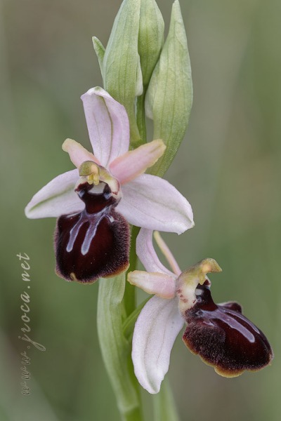 Ophrys incubacea Bianca ex Tod.