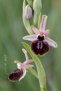 Ophrys incubacea Bianca ex Tod.
