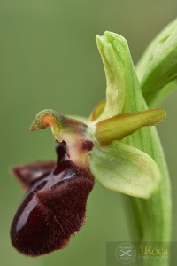 Ophrys incubacea Bianca ex Tod. 1842