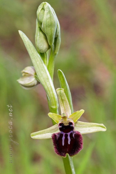 Ophrys incubacea Bianca ex Tod.