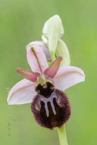 Ophrys incubacea Bianca ex Tod.