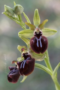 Ophrys incubacea Bianca ex Tod.