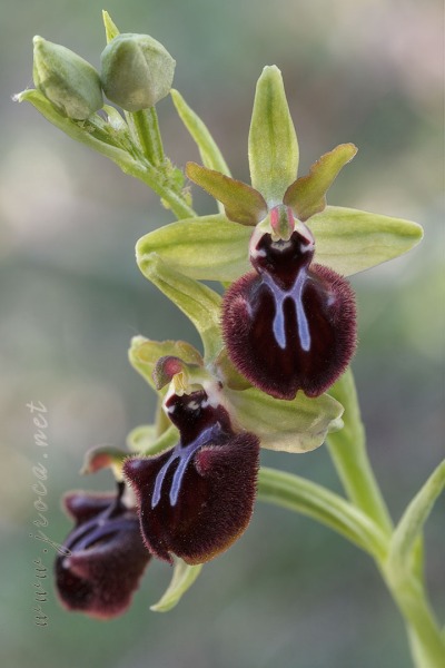 Ophrys incubacea Bianca ex Tod.