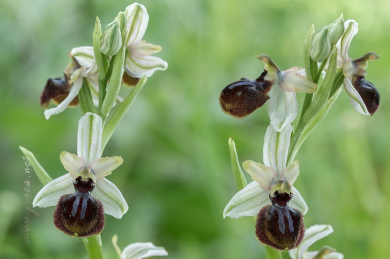 Ophrys incubacea Bianca ex Tod.