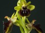 Ophrys incubacea