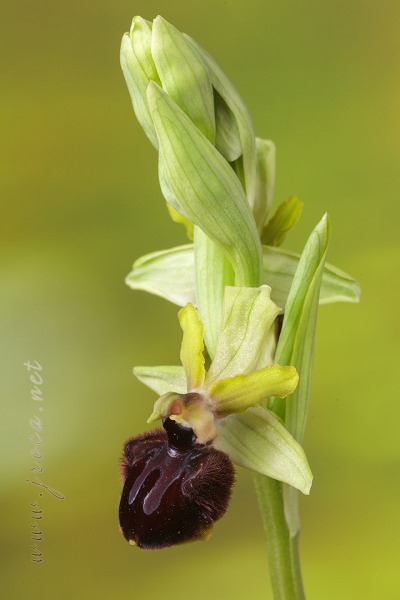 Ophrys incubacea Bianca ex Tod.