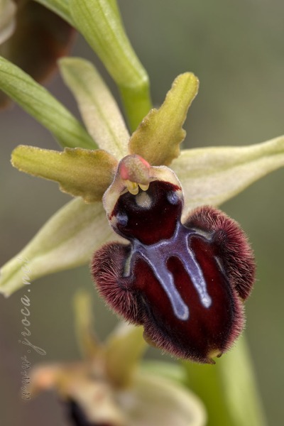 Ophrys incubacea Bianca ex Tod.