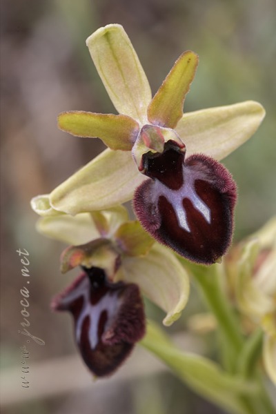 Ophrys incubacea Bianca ex Tod.