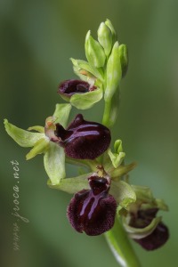 Ophrys incubacea Bianca ex Tod.