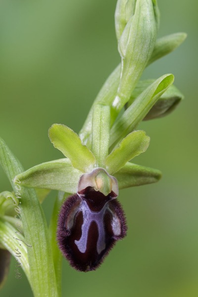 Ophrys incubacea Bianca ex Tod.