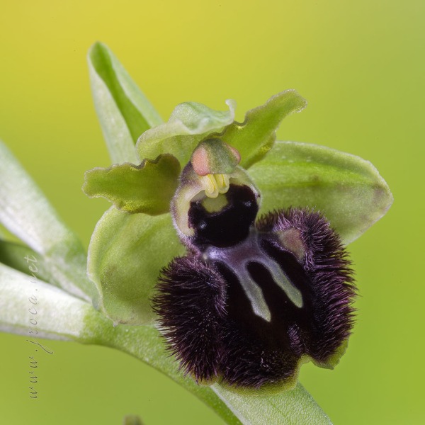 Ophrys incubacea Bianca ex Tod.