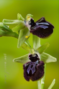 Ophrys incubacea Bianca ex Tod.