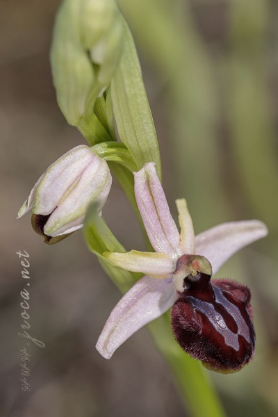 Ophrys incubacea Bianca ex Tod.