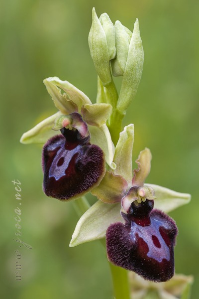 Ophrys incubacea Bianca ex Tod.