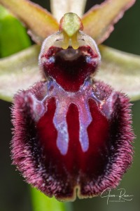 Ophrys incubacea Bianca ex Tod.