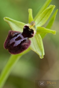 Ophrys incubacea Bianca ex Tod. 1842