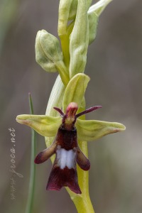 Ophrys insectifera L.