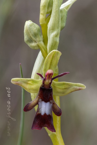 Ophrys insectifera L.