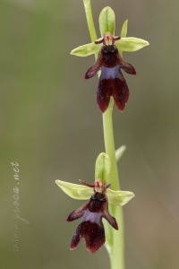 Ophrys insectifera L.