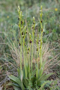 Ophrys insectifera L.