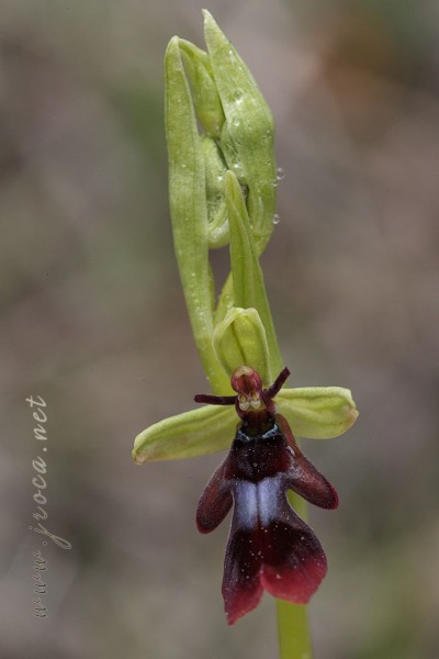 Ophrys insectifera L.