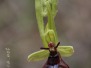 Ophrys insectifera