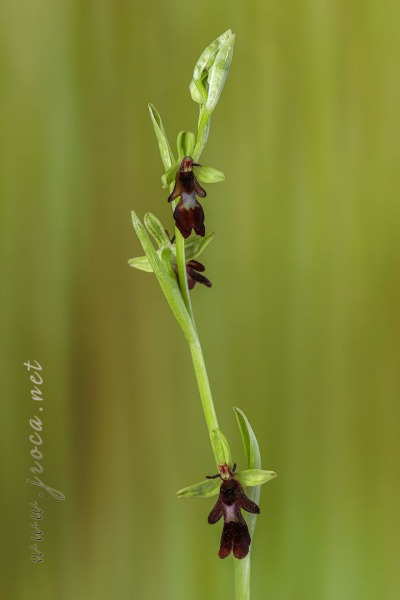 Ophrys insectifera L.