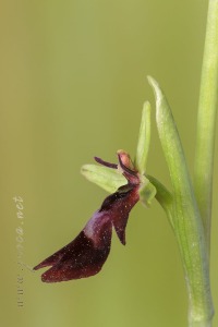 Ophrys insectifera L.