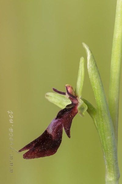 Ophrys insectifera L.