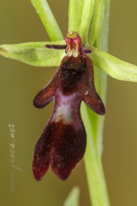 Ophrys insectifera L.