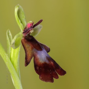Ophrys insectifera L.
