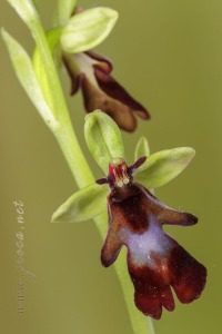 Ophrys insectifera L.