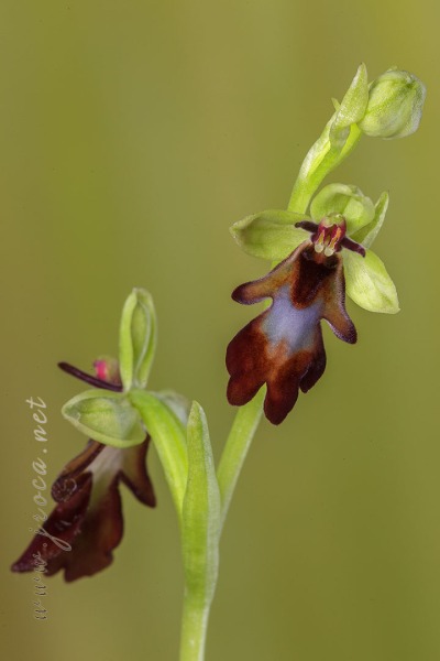 Ophrys insectifera L.