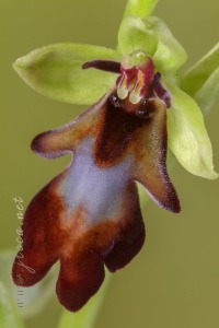 Ophrys insectifera L.