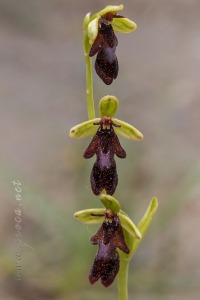 Ophrys insectifera L.