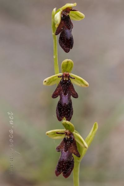 Ophrys insectifera L.