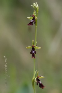 Ophrys insectifera L.
