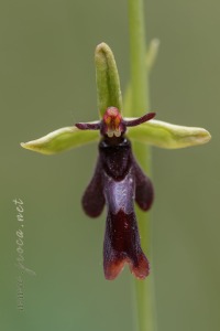 Ophrys insectifera L.
