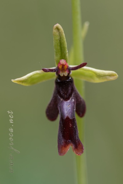 Ophrys insectifera L.