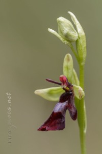 Ophrys insectifera L.