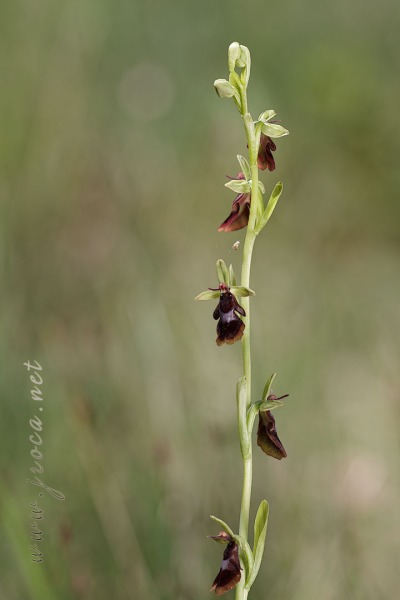 Ophrys insectifera L.