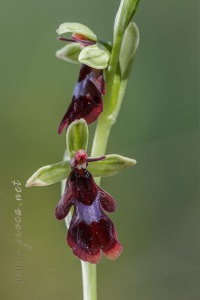 Ophrys insectifera L.