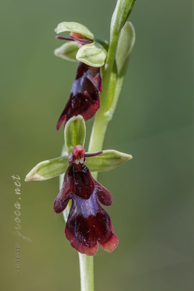 Ophrys insectifera L.