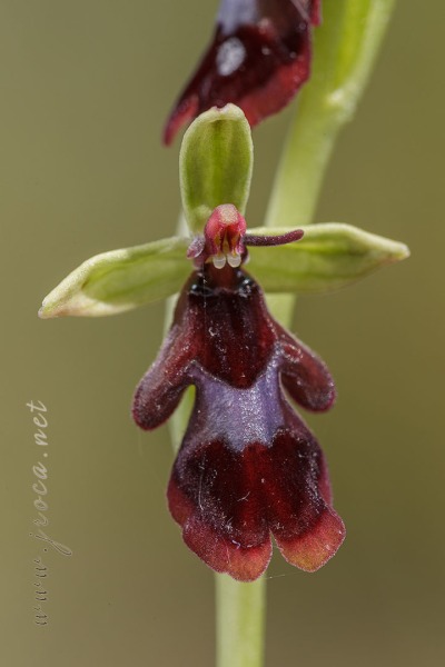 Ophrys insectifera L.