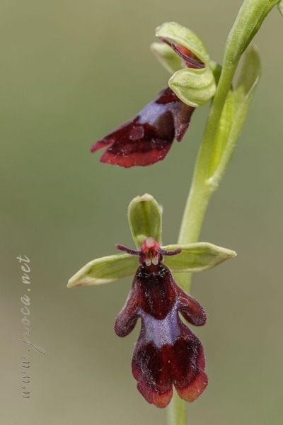 Ophrys insectifera L.