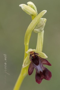 Ophrys insectifera L.