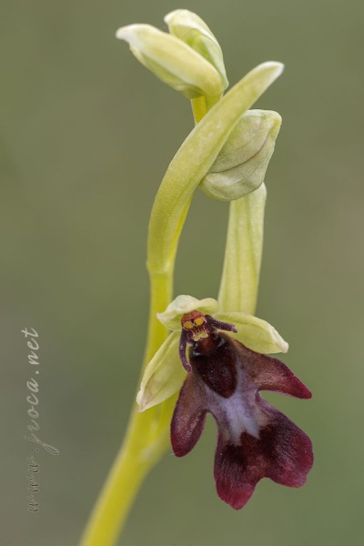 Ophrys insectifera L.
