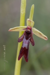 Ophrys insectifera L.